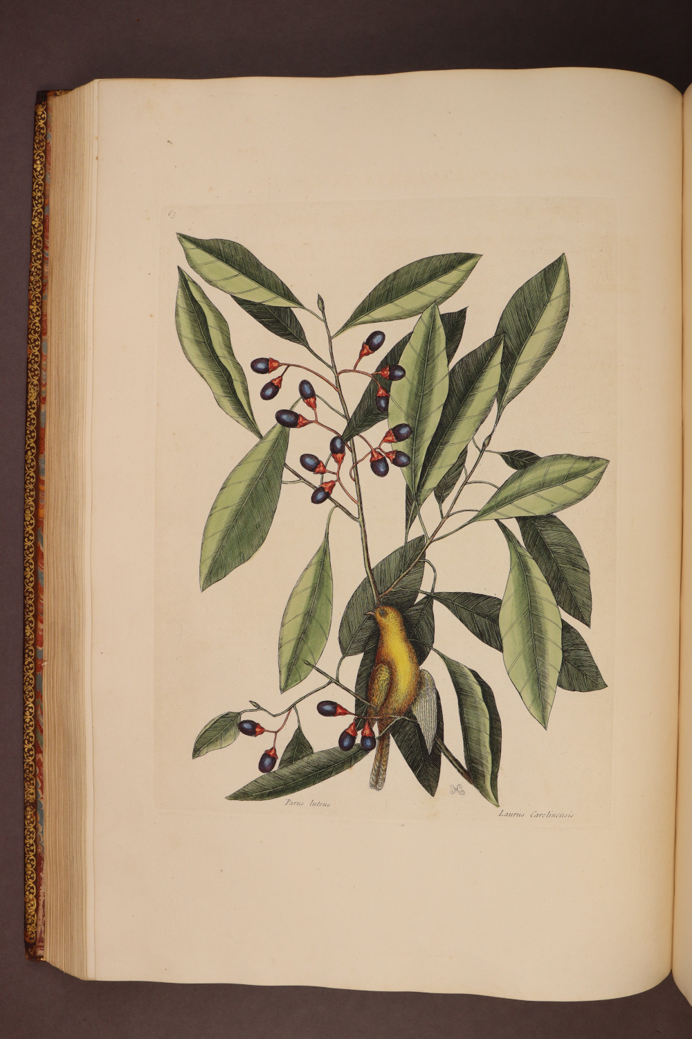 Plate 63